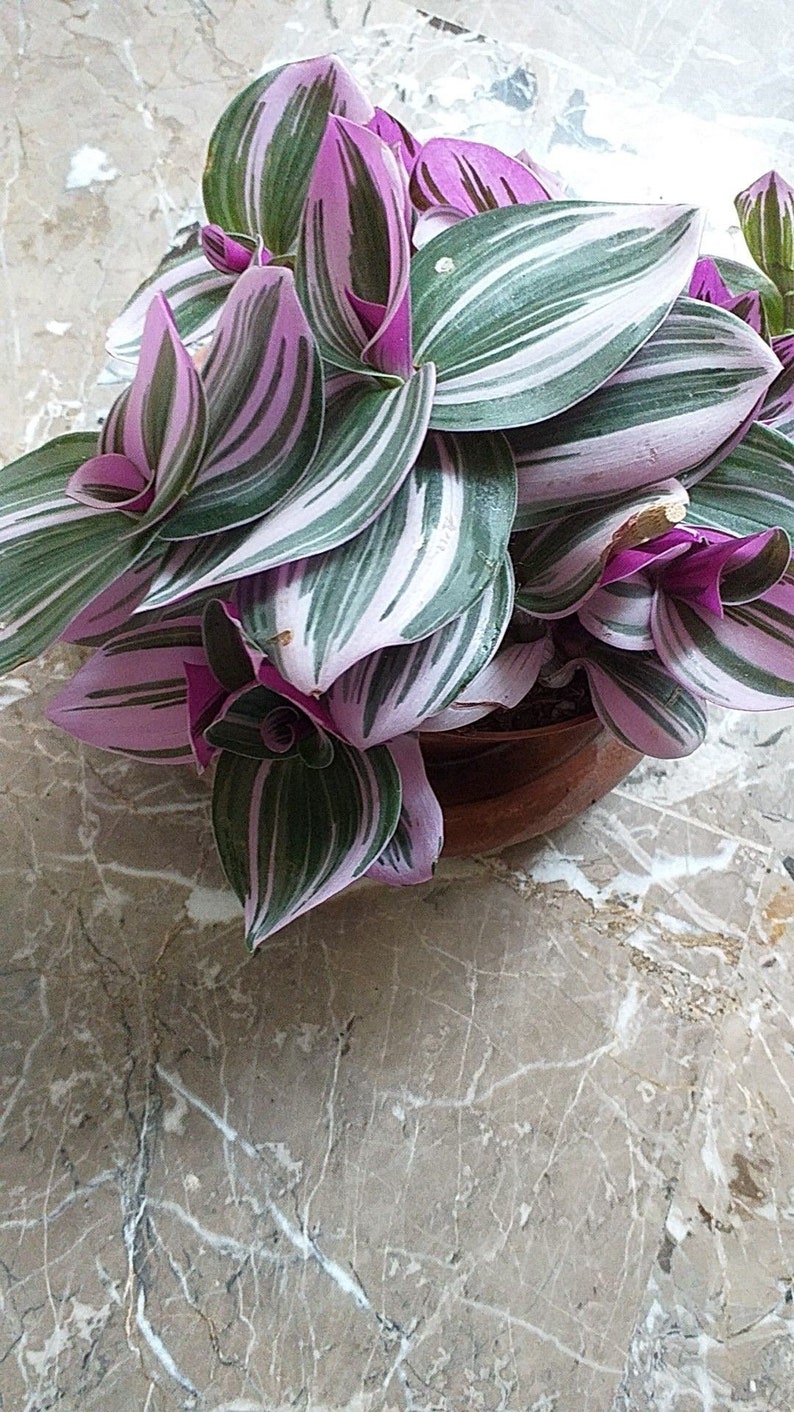LJPlantNursery Tradescantia Zebrina Plant