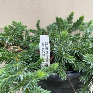 Juniperus Conferta Blue Pacific Juniper Perfect For Gardening Ground Covers For Outside 1 Gallon Well Rooted Potted Plant image 2