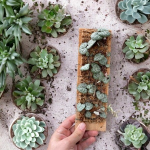 String of Hearts | Hanging Wall Planter | Live Moss | Unique Plank Display | Trailing Succulent | Live Plant for Sale | Summer Time Sale
