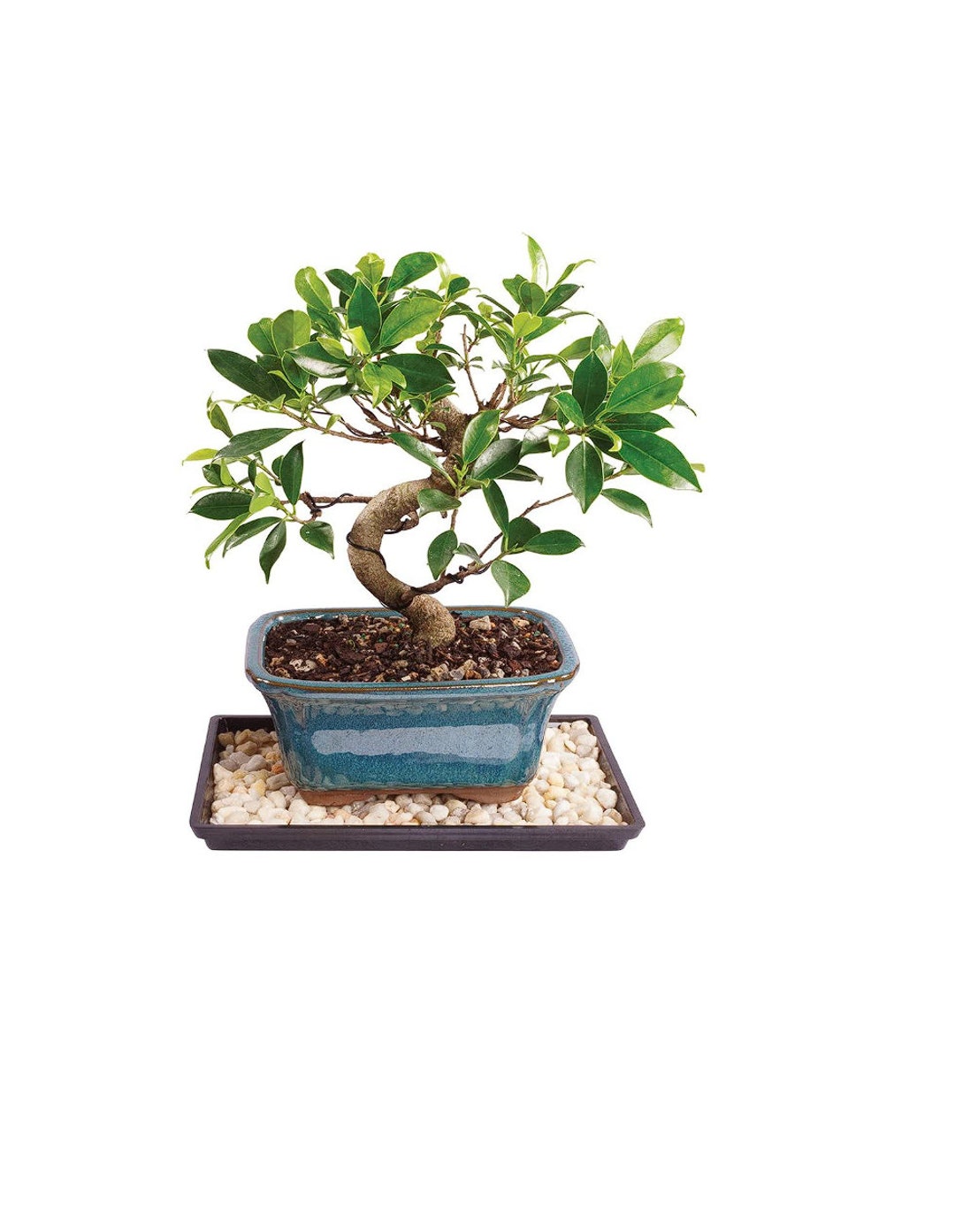 hooks to hang plants from ceiling Ceiling Hooks, 6 Pack main image 0