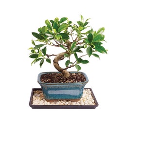 May include: A small green bonsai tree with a twisted trunk in a blue ceramic pot on a black tray with white stones.