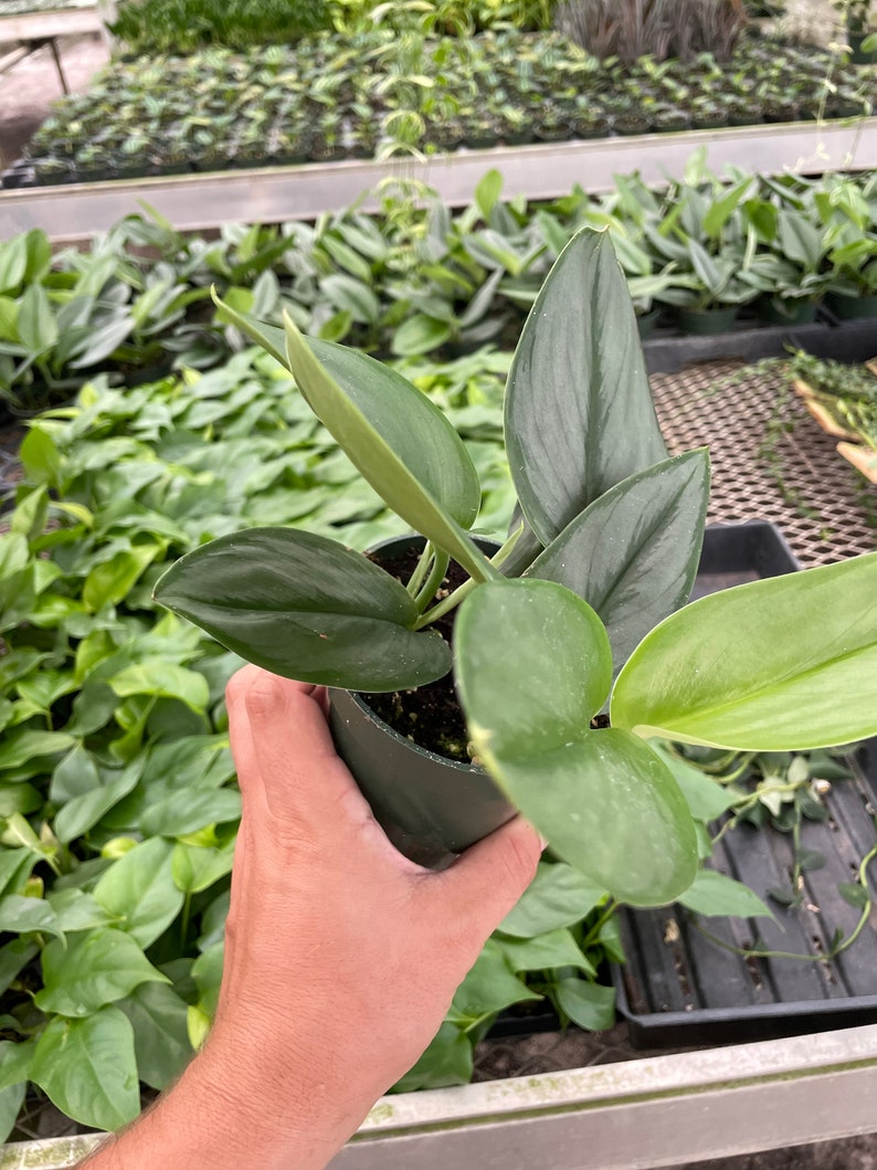 LJPlantNursery Scindapsus Moonlight