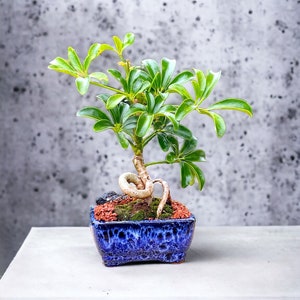 Coiled Umbrella Bonsai Tree Live Moss Included In a Glazed 4'' Bonsai Pot Age 5 image 2