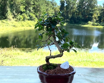 bonsai fertilizer Bonsai Fertilizer Pellets