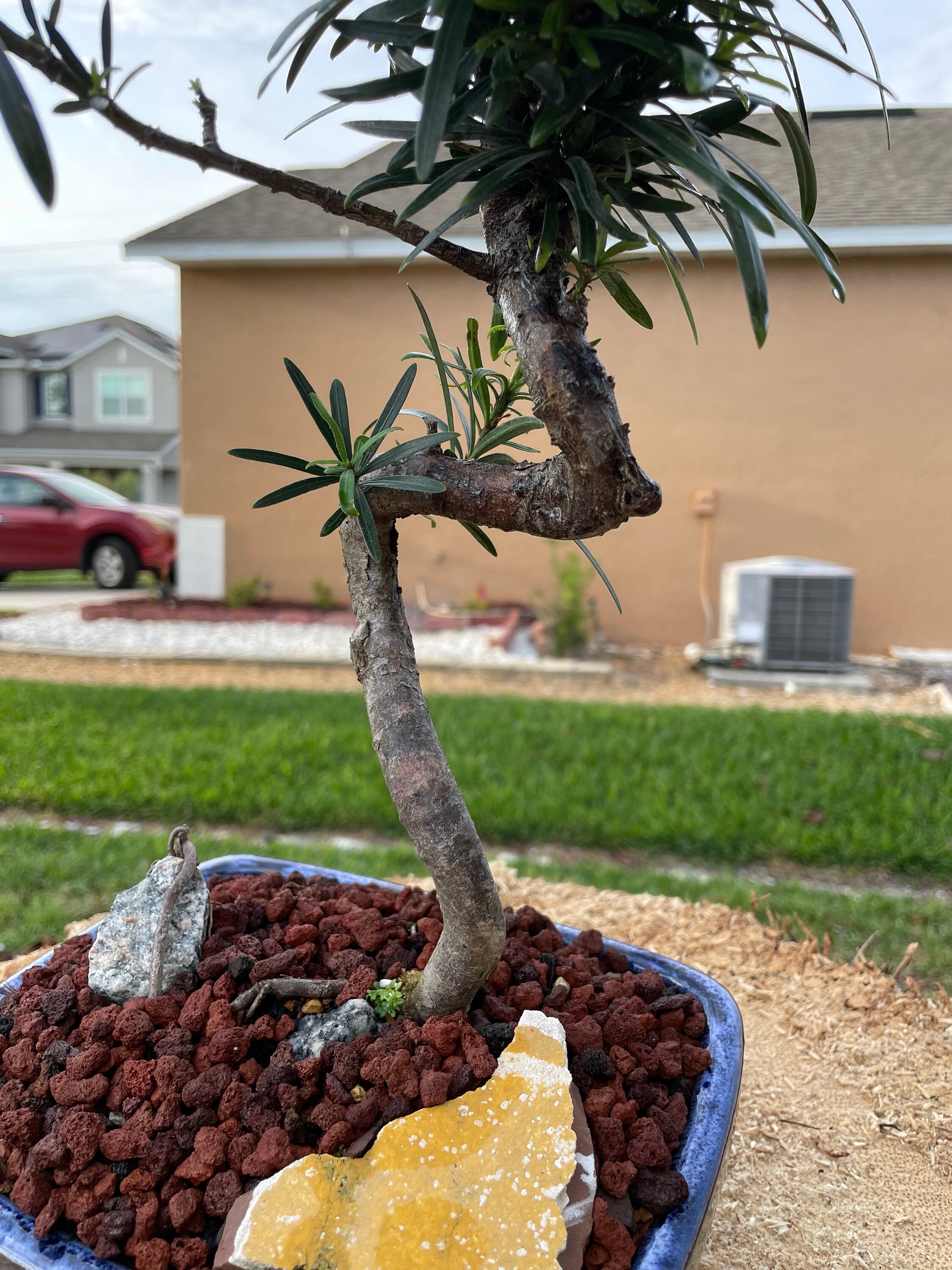 S-shaped Podocarpus Bonsai Tree: 10-year-old Plum Pine, 20'' Tall