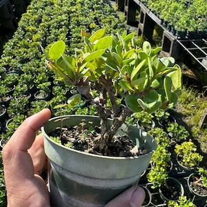 May include: A small green potted bonsai tree with a thick trunk and many branches. The tree is in a green plastic pot with a white stripe around the middle. The tree is surrounded by other potted plants.