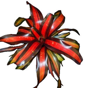 May include: A vibrant bromeliad plant with red, black, and green striped leaves. The leaves are glossy and have a speckled pattern.