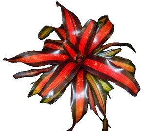 Pimento Bromeliad - Orange and Red Bromeliad - Bromeliad 'Neoregelia' x 'Pimento' 6'' Potted Bromeliad Fully Rooted