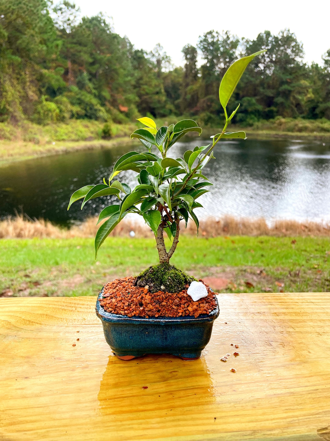 Oriental Ficus Bonsai Tree With Live Moss Ceramic Bonsai Pot Etsy