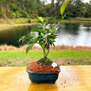 May include: A small green bonsai tree in a blue ceramic pot with red gravel and a white rock. The bonsai is sitting on a wooden surface.