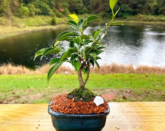 LIVE Ficus Benjamina Bonsai, 23 Year Old Tree in Faux Rock Pot FREE  SHIPPING - Etsy