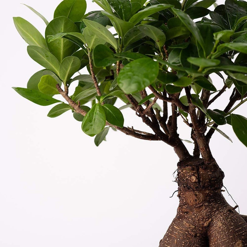 Ficus Ginseng Microcarpa Easy Care 4 Year Old Bonsai Tree