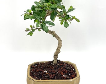 Fukien Tea Bonsai Tree: Live Indoor/outdoor Plant in 6'' Glazed Pot - Etsy