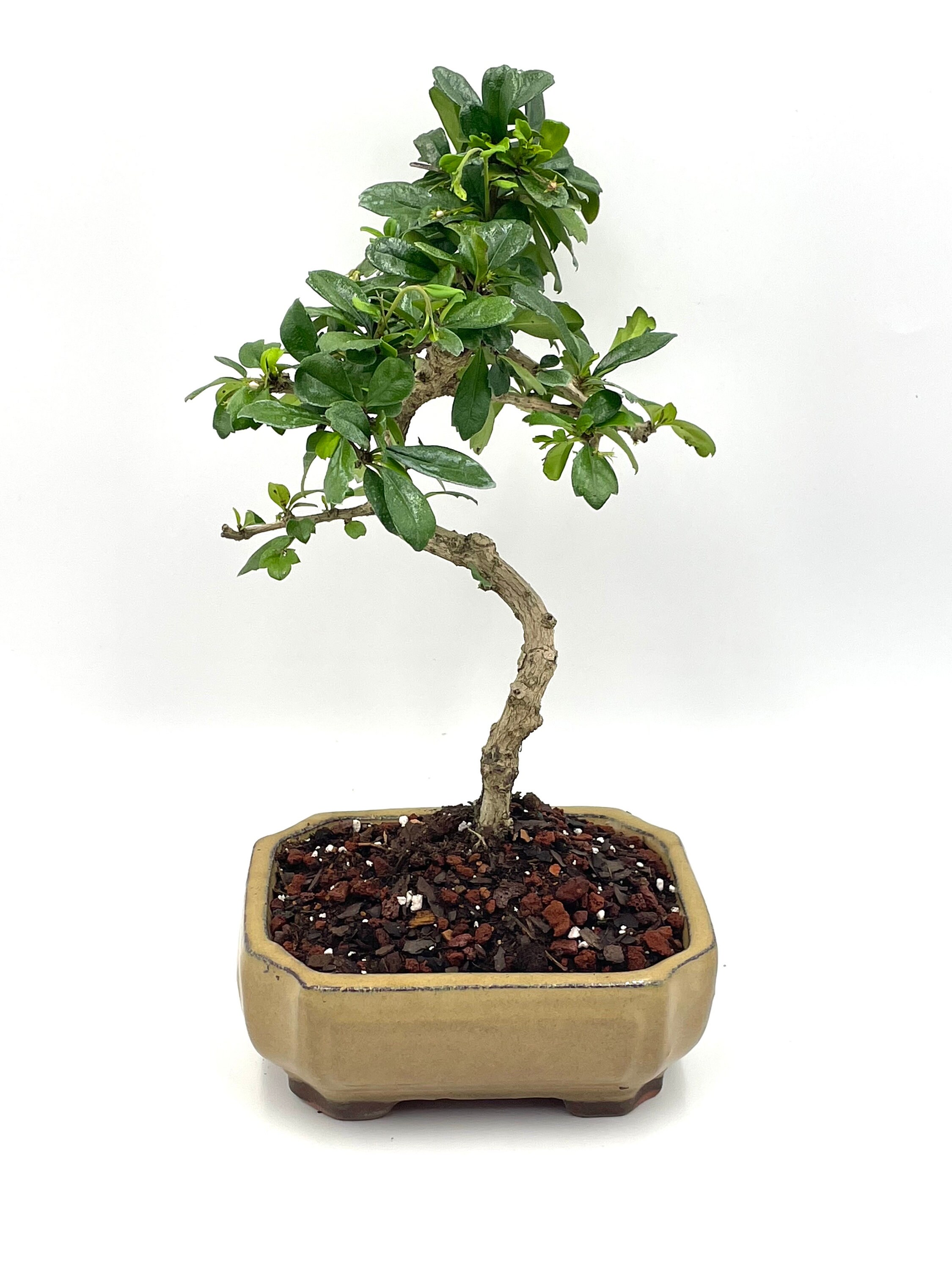 Fukien Tea Bonsai Tree: Live Indoor/outdoor Plant in 6'' Glazed Pot - Etsy