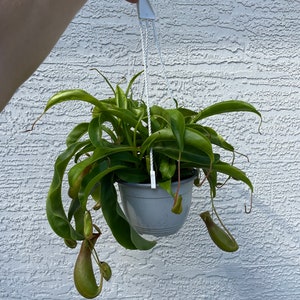 Carnivorous Pitcher Plant - Asian Pitcher Plant - Alata Pitcher Plant - 6&#39;&#39; Plastic Pot Hanging Basket - Plant for Sale