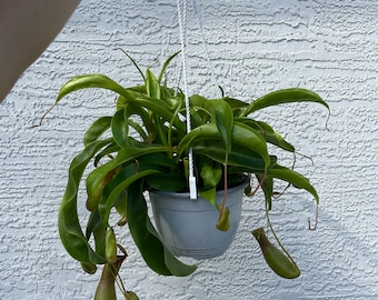 Carnivorous Pitcher Plant - Asian Pitcher Plant - Alata Pitcher Plant - 6'' Plastic Pot Hanging Basket - Plant for Sale