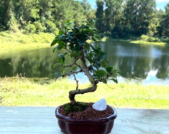 Fukien Tea Bonsai Tree, Indoor Bonsai Tree, Imported Styled Bonsai, Flowering Bonsai, In a 6” Glazed Pot with Live Moss