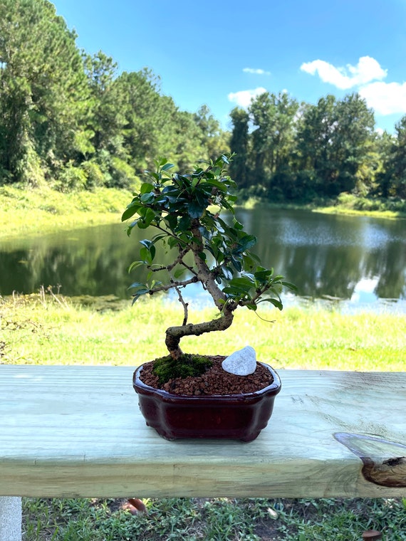 Fukien Tea Bonsai Tree: 6-year Indoor Flowering Bonsai in 6 Glazed Pot -  Etsy