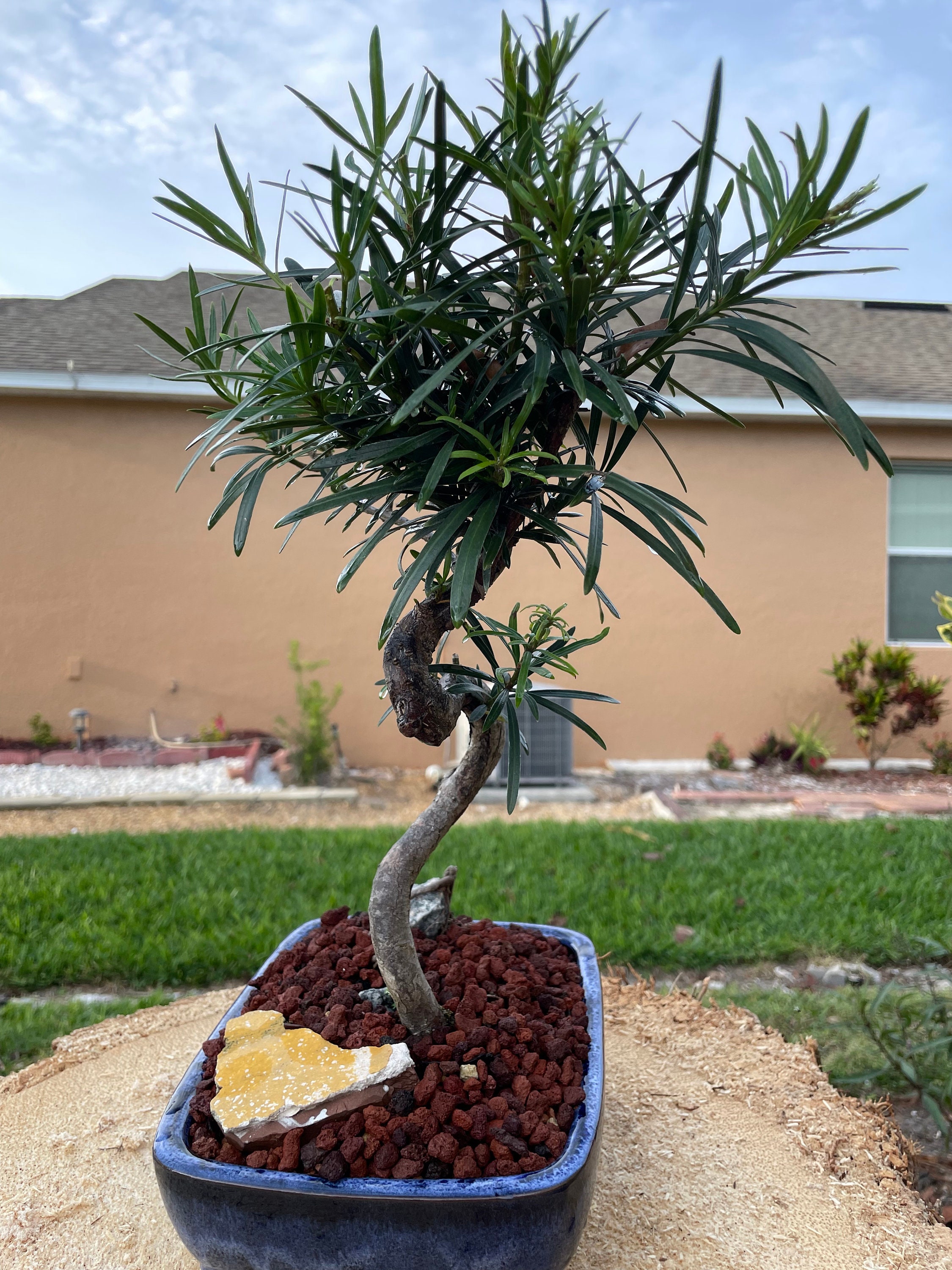 S-shaped Podocarpus Bonsai Tree: 10-year-old Plum Pine, 20'' Tall