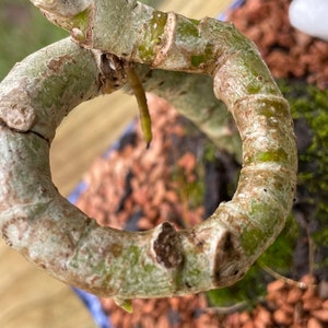 Coiled Umbrella Bonsai Tree Live Moss Included In a Glazed 4'' Bonsai Pot Age 5 image 5