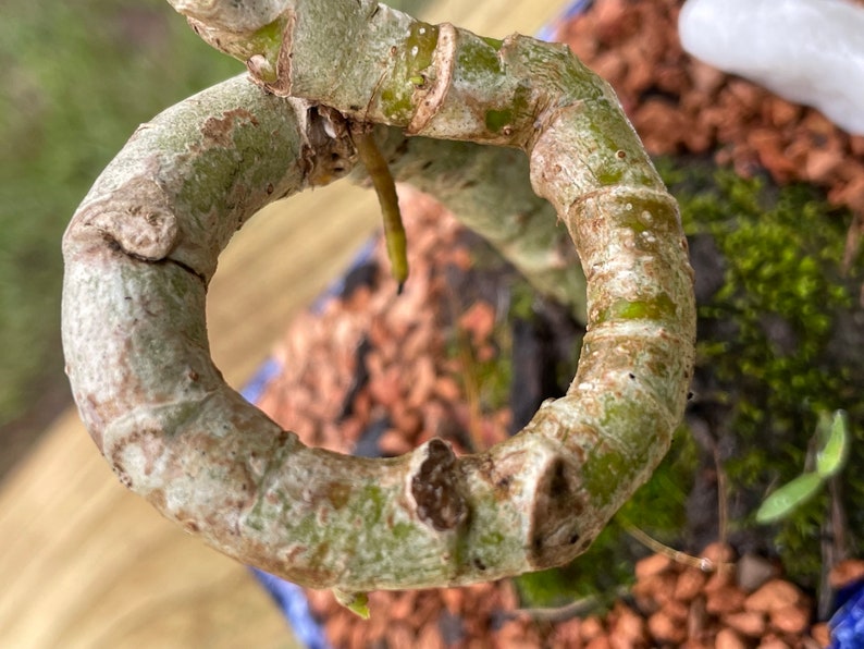 Coiled Umbrella Bonsai Tree Live Moss Included In a Glazed 4'' Bonsai Pot Age 5 image 5