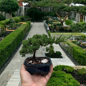 Puede incluir: Un peque&ntilde;o &aacute;rbol bons&aacute;i con follaje verde en una maceta de cer&aacute;mica azul oscuro. El &aacute;rbol est&aacute; siendo sostenido en la mano de una persona. El fondo es un jard&iacute;n con setos verdes y un camino pavimentado.
