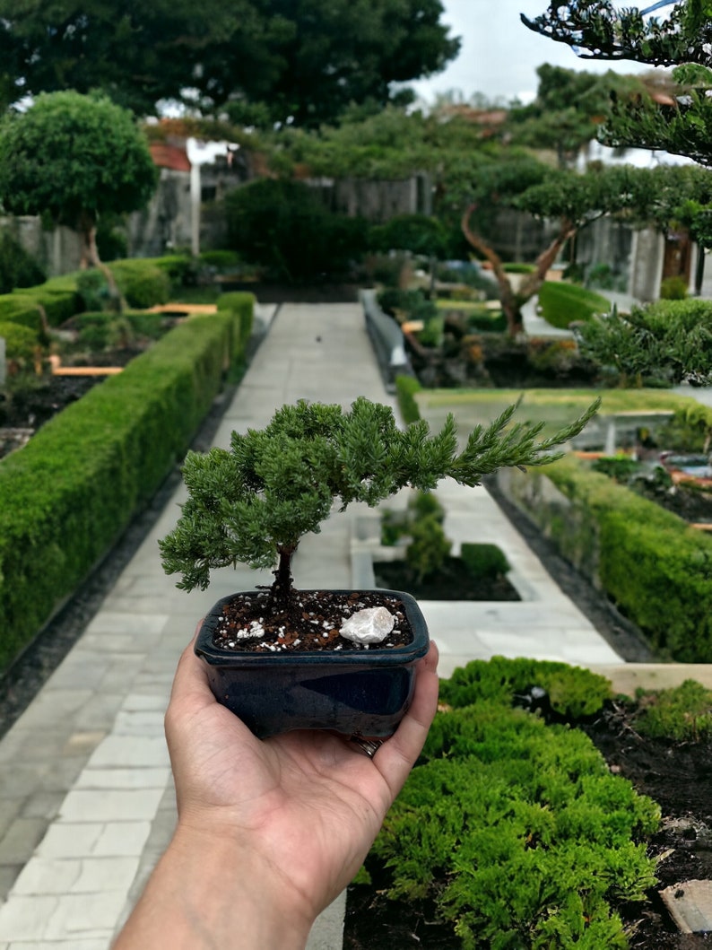 Puede incluir: Un peque&ntilde;o &aacute;rbol bons&aacute;i con follaje verde en una maceta de cer&aacute;mica azul oscuro. El &aacute;rbol est&aacute; siendo sostenido en la mano de una persona. El fondo es un jard&iacute;n con setos verdes y un camino pavimentado.