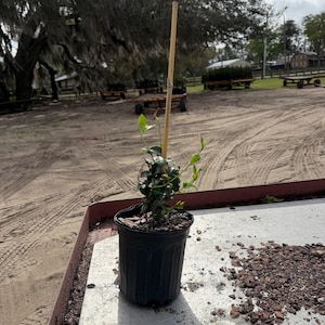 Fragrant Jasmine Plant: Trachelospermum Jasminoides in 1 Gallon Pot