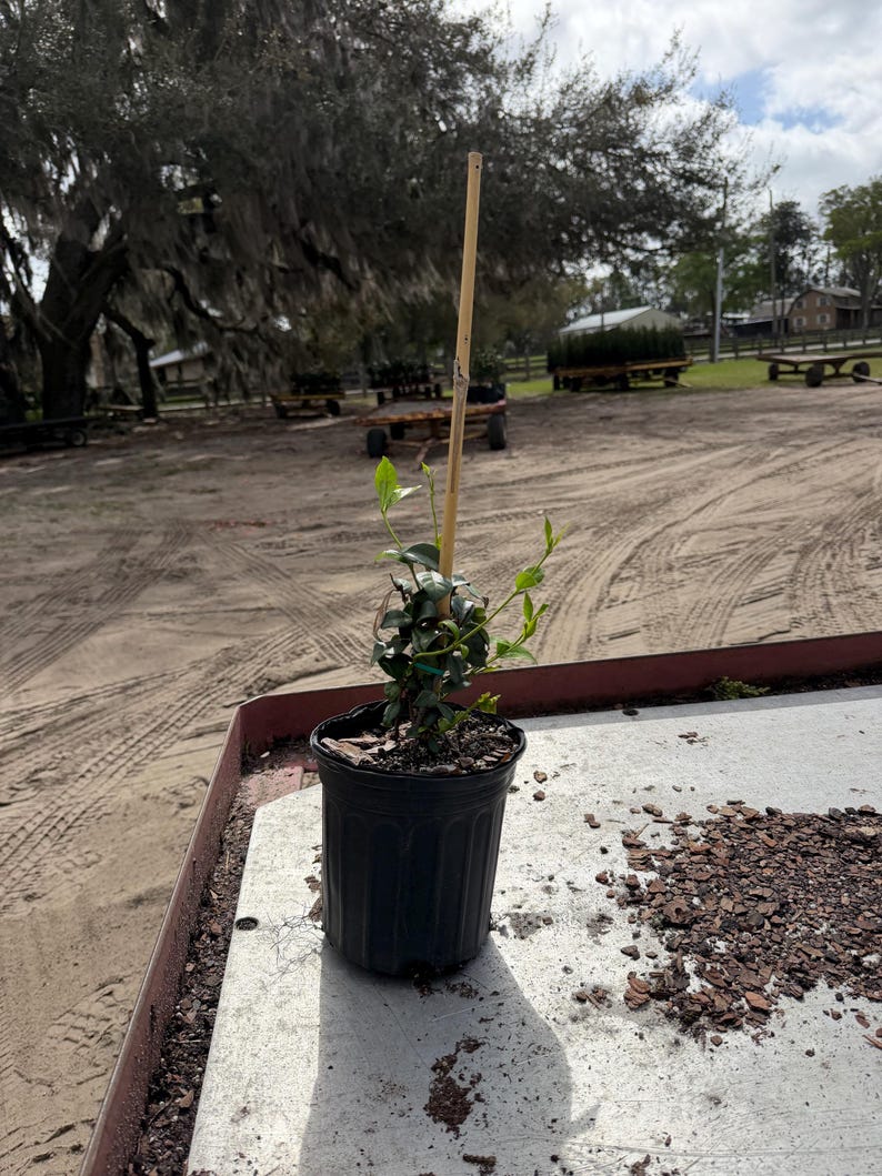 Fragrant Jasmine Plant: Trachelospermum Jasminoides - Thumbnail 3