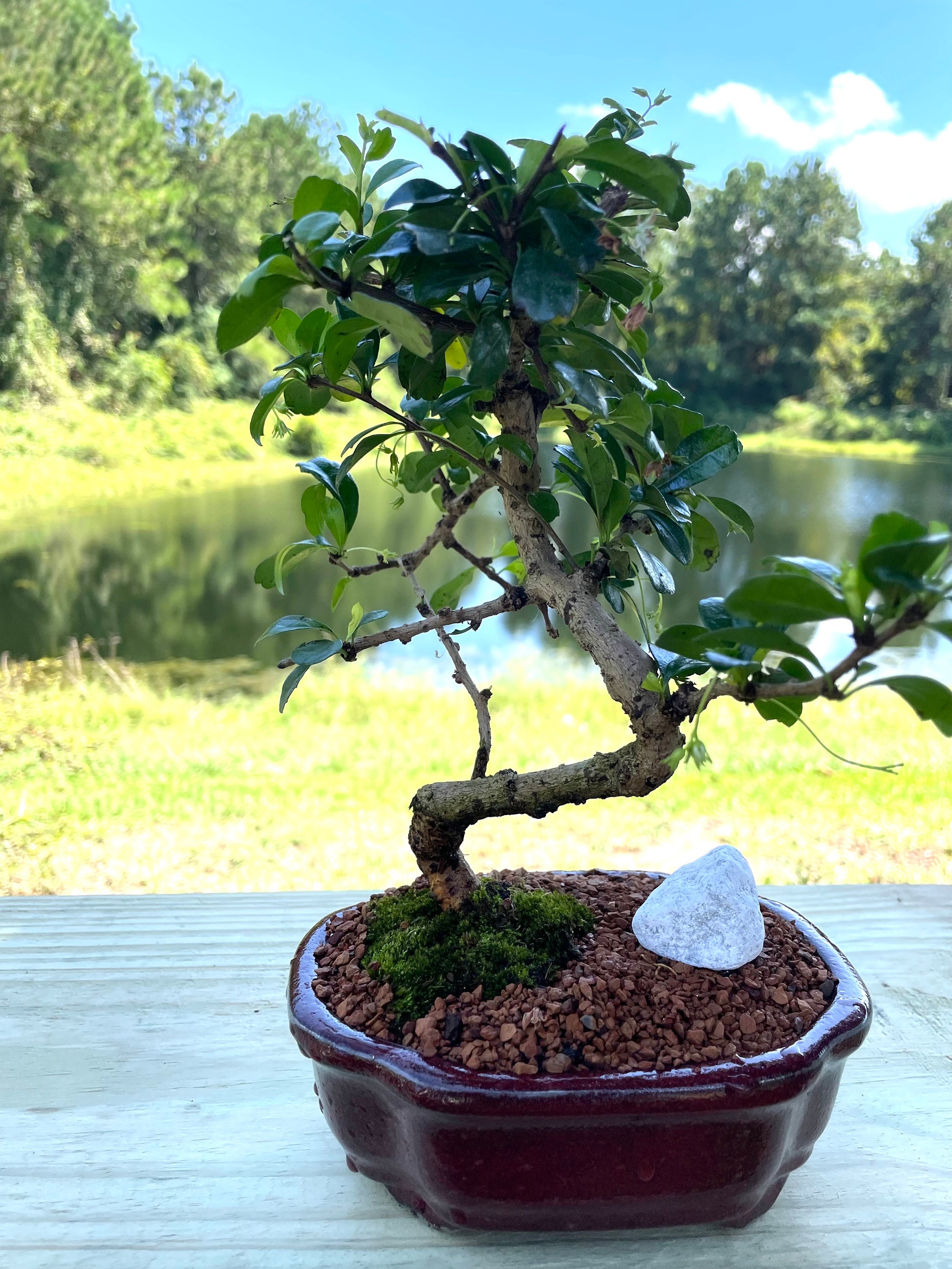 jade.plant Buy Variegated Jade Plant (Crassula Ovata)  Plant Orbit