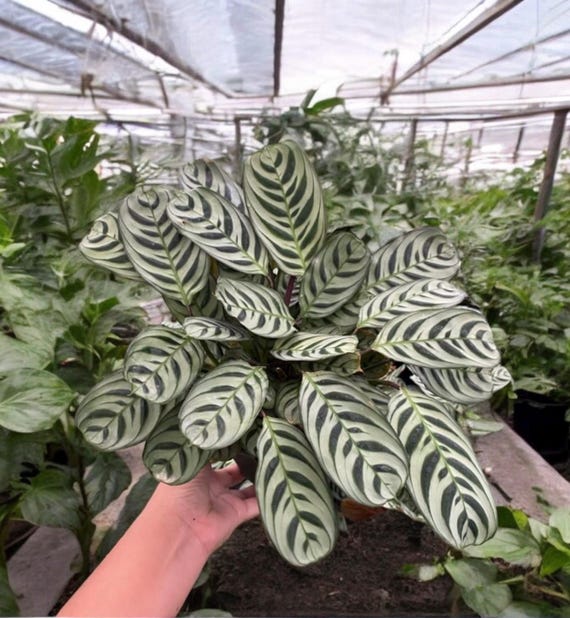 Calathea Burle Marxii: Elegant Striped Foliage Plant in 6" Hanging Basket -  Etsy