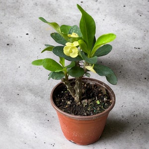Crown of Thorns - Yellow Euphorbia Plant- 5 Inch Pot - Year Round Blooms