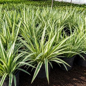Variegated Tasman Flax Lily - Dianella tasmanica - 1 Gallon Pot