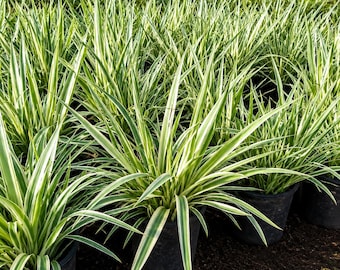 Variegated Tasman Flax Lily - Dianella tasmanica - 1 Gallon Pot