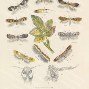 Vintage Dark Academia Insect Study Digital Download - Micro-Lepidoptera Or Leaf Miners (1871)