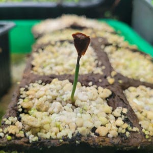 Seeds for sale - Etsy 日本