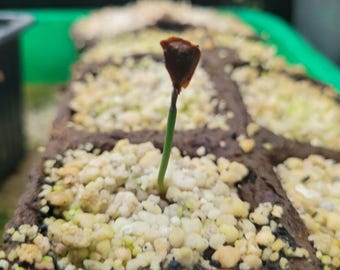 5 wollemi pine seeds / 5 seeds of wollemi pine / 5 seeds of wollemia nobilis