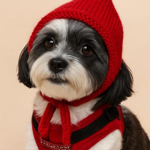May include: A small dog wearing a red knit hat and matching harness. The hat is pointed and covers the dog's head and ears. The harness has black straps and a decorative element. The dog has black and white fur and brown eyes.