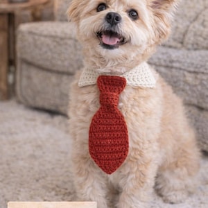 May include: A small, light-colored dog wearing a cream-colored collar and a red crocheted tie. The dog is sitting on a light-colored carpet. Text on the image reads "PDF PATTERN", "DOGS & CATS", "BEGINNER FRIENDLY", and "VELCRO FASTENING".