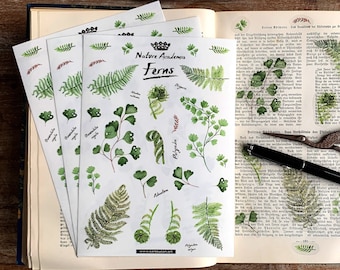 3 Stickerbogen Farne | Din A5 | transparente botanische Illustrationen für Journaling, Deko und mehr