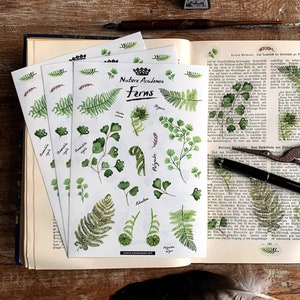 Puede incluir: Tres hojas de pegatinas con ilustraciones de acuarela de diferentes tipos de helechos. Las pegatinas están etiquetadas con los nombres científicos de los helechos, como "Asplenium type" y "Pterigida." Las pegatinas están sobre un fondo blanco y tienen una estética vintage.
