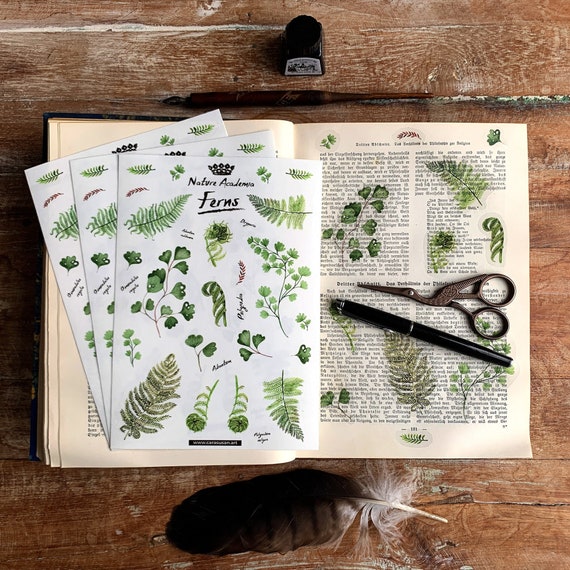 3 Stickerbogen Farne | Din A5 | transparente botanische Illustrationen für Journaling, Deko und mehr