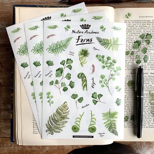 Może przedstawiać: Trzy arkusze naklejek z akwarelowymi ilustracjami r&oacute;żnych rodzaj&oacute;w paproci. Naklejki są oznaczone nazwami naukowymi każdej paproci. Tekst "Nature Academia Ferns" znajduje się na g&oacute;rze arkusza. Adres strony internetowej "www.carasusan.art" znajduje się na dole arkusza.