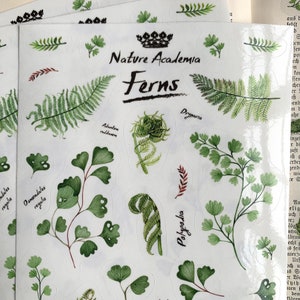 Może przedstawiać: Arkusz naklejek z ilustracjami r&oacute;żnych rodzaj&oacute;w paproci. Naklejki są oznaczone nazwami naukowymi paproci, w tym Drymaria, Polypodia i Osmundales regalis. Arkusz nosi tytuł "Nature Academia Ferns".