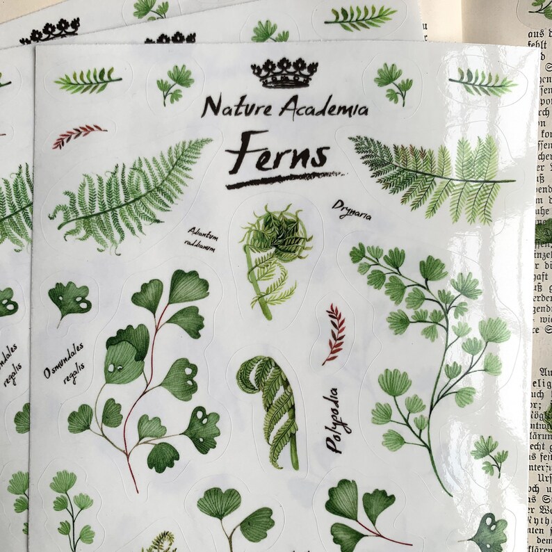 Może przedstawiać: Arkusz naklejek z ilustracjami r&oacute;żnych rodzaj&oacute;w paproci. Naklejki są oznaczone nazwami naukowymi paproci, w tym Drymaria, Polypodia i Osmundales regalis. Arkusz nosi tytuł "Nature Academia Ferns".