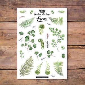 Może przedstawiać: Drukowana karta z akwarelowymi ilustracjami r&oacute;żnych rodzaj&oacute;w paproci. Karta nosi tytuł "Nature Academia Ferns" i zawiera nazwy naukowe każdej paproci.