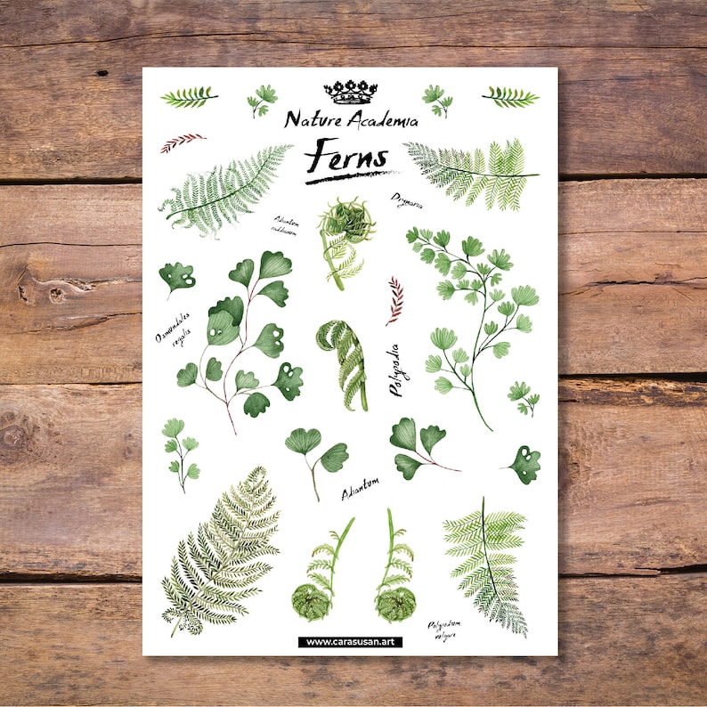 Może przedstawiać: Drukowana karta z akwarelowymi ilustracjami r&oacute;żnych rodzaj&oacute;w paproci. Karta nosi tytuł "Nature Academia Ferns" i zawiera nazwy naukowe każdej paproci.