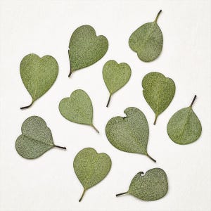 May include: A collection of eleven dried, heart-shaped eucalyptus leaves in varying shades of muted sage green. Each leaf features a distinct pointed stem and a textured, matte surface, arranged in a scattered pattern across the frame.