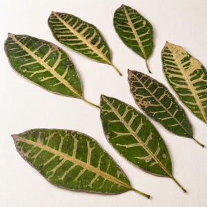 Gepresstes Krotonblatt, grün-rosa panaschiert, 17–21 cm, 1 Stück