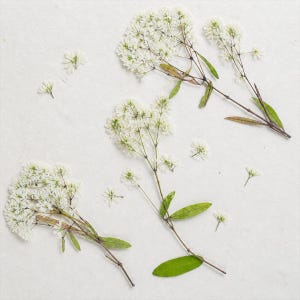 May include: Three sprigs of pressed white flowers with thin brown stems and small green leaves arranged on a textured off-white surface. Several loose individual white flower petals are scattered around the main floral stems.